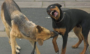 狗狗为什么看到同类会打架呢