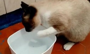 为什么猫咪喜欢玩水碗的原因