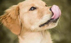 小狗狗总舔你嘴巴是为什么呢