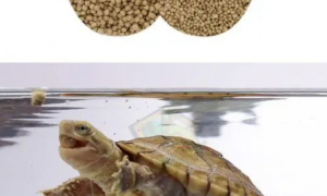 龟饲料是什么做的