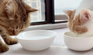 为什么要给猫咪吃小苏打呢