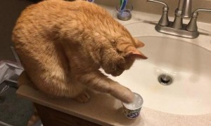 猫身上沾水会得猫藓吗