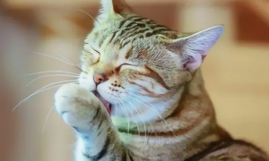 猫咪洗脸为什么会干净一点