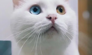白色猫异瞳贵么多少钱一只