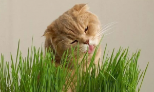 哈特丽猫草是哪产的
