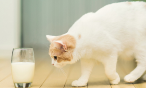 猫咪不能饮牛奶的原因