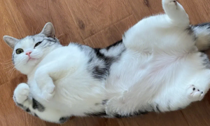 猫咪为什么躺地上打滚