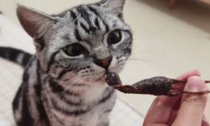 鹌鹑煮熟的能给猫吃吗