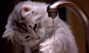 为什么猫咪喝水会咳嗽厉害