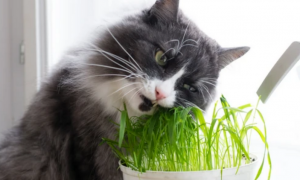 怎样保存新鲜的猫草