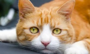 猫咪眼睛为什么有黄色