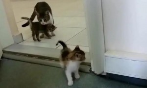 为什么猫咪要蹲在门口叫呢