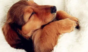 狗狗为什么喜欢热东西睡觉的原因