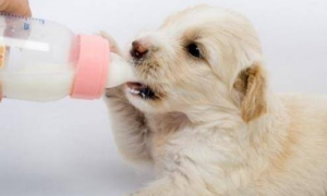 宠物狗喝的羊奶粉哪个品牌的好
