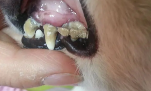 狗狗的牙齿为什么会黑呢