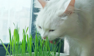 猫草用大麦还是小麦好