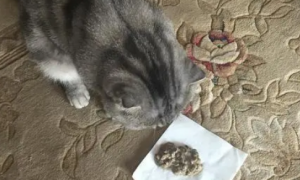 为什么猫咪吃东西会呕吐呢怎么回事