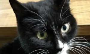 猫咪眼睛变黑是什么意思