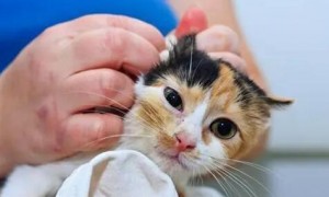 为什么有的猫咪不用洗耳朵呢