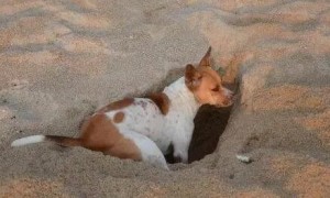 狗挖洞会死人是真的吗