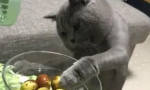 为什么猫咪喜欢枣子味道
