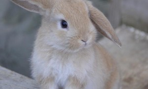 铂金兔是什么兔子 图片