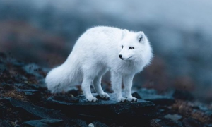最漂亮的千年九尾白狐