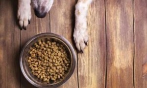 如何判断狗粮含量高低