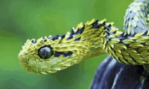 十大怪蛇是哪些
