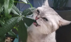 猫为啥喜欢吃树叶