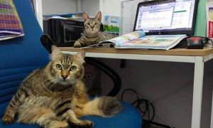 为什么猫咪要去上班的地方