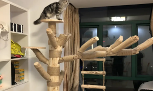 猫爬架放在哪里