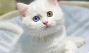 纯白色异瞳中华田园猫