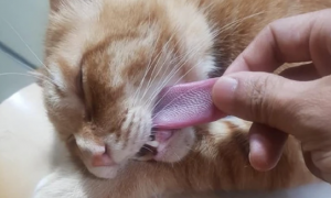 为什么猫咪舌头会长刺