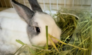 兔子最喜欢的草