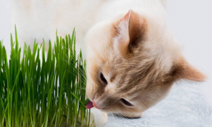 怎么种猫草土培