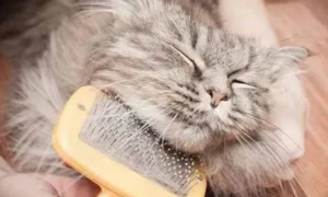 为什么猫咪爱梳理毛发睡觉呢