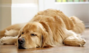 为什么狗狗不愿躺着睡呢