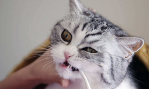 为什么猫咪换牙要保存