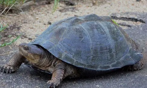 非洲侧颈龟是什么龟