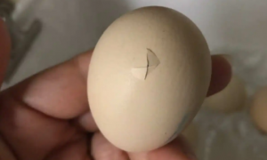 鸡蛋壳裂了怎么接着孵化