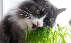 猫草对猫有害吗