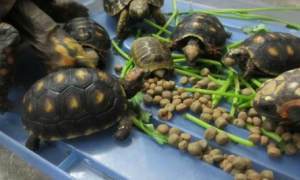 小草龟一天吃多少龟粮