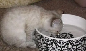 为什么猫咪喜欢趴水盆里