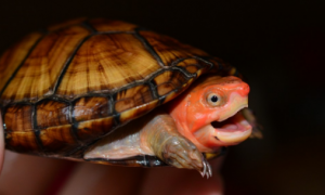 红面是蛋龟里唯一的闭壳龟么