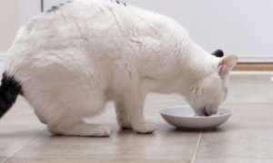 猫咪需要喂养吗为什么呢