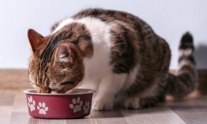 为什么小猫咪会吃人呢