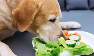 宠物狗吃什么食物比较好啊