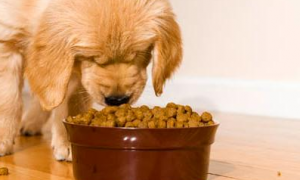 怎么看狗吃狗粮多了还是吃少了