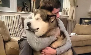 为什么抱着狗狗会感到开心呢